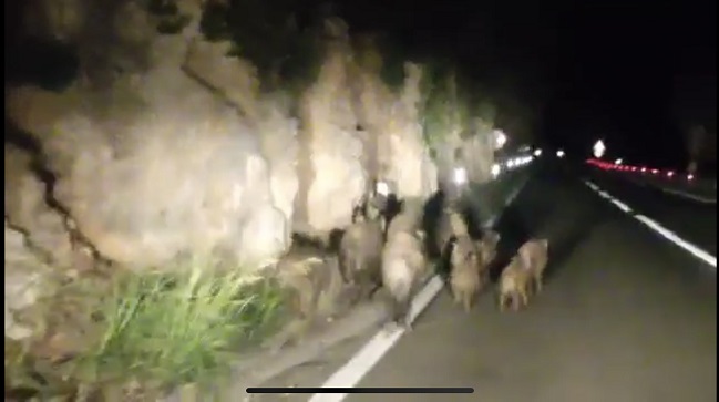 Krdo divljih svinja na državnoj cesti Most Raša Raša (VIDEO)