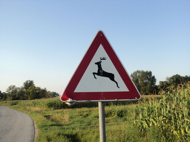 Pripazite na divljač na cesti