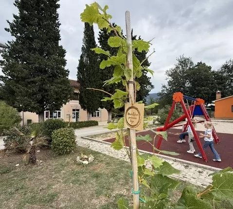 U Općini Kršan posađeno 15 sadnica lipe u sklopu projekta `Hrvatska prirodno tvoja - Croatia naturally yours`